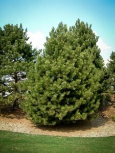 Сосна Чёрная (Pinus Nigra) купить по цене от 270.00р. в интернет-магазине «Посадика» с доставкой почтой в в Старый крыме и по всей России – [изображение №1].