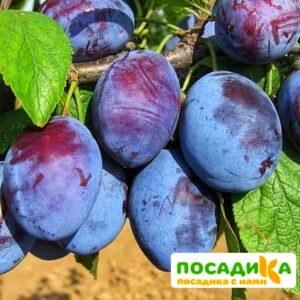 Слива Чачакская ранняя купить по цене от 229.00р. в интернет-магазине «Посадика» с доставкой почтой в в Старый крыме и по всей России – [изображение №1].