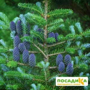 Пихта корейская (Abies koreana) купить по цене от 450.00р. в интернет-магазине «Посадика» с доставкой почтой в в Старый крыме и по всей России – [изображение №1].