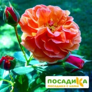 Роза Арабия купить по цене от 350.00р. в интернет-магазине «Посадика» с доставкой почтой в в Старый крыме и по всей России – [изображение №1].