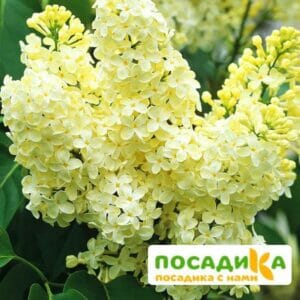 Сирень Примроуз (Primrose) купить по цене от 529.00р. в интернет-магазине «Посадика» с доставкой почтой в в Старый крыме и по всей России – [изображение №1].