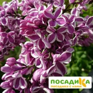 Сирень Сенсация купить по цене от 529.00р. в интернет-магазине «Посадика» с доставкой почтой в в Старый крыме и по всей России – [изображение №1].