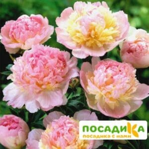 Пион Распберри Сандей (Paeonia Raspberry Sundae) купить по цене от 959р. в интернет-магазине «Посадика» с доставкой почтой в в Старый крыме и по всей России – [изображение №1].