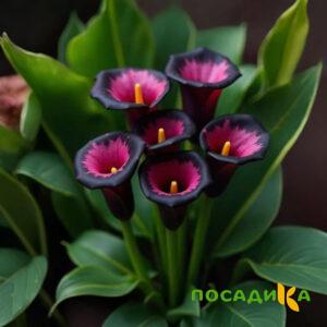 Калла Аура Лейс купить по цене от 400р. в интернет-магазине «Посадика» с доставкой почтой в в Старый крыме и по всей России – [изображение №1].