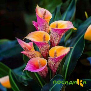 Калла Оникс купить по цене от 450р. в интернет-магазине «Посадика» с доставкой почтой в в Старый крыме и по всей России – [изображение №1].