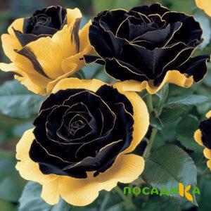 Роза Ханни Сикл купить по цене от 700р. в интернет-магазине «Посадика» с доставкой почтой в в Старый крыме и по всей России – [изображение №1].