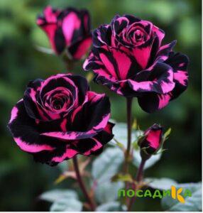 Роза Багровый Шепот купить по цене от 366р. в интернет-магазине «Посадика» с доставкой почтой в в Старый крыме и по всей России – [изображение №1].