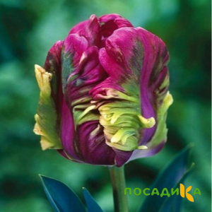 Тюльпан Экзотик Хэвен купить по цене от 186р. в интернет-магазине «Посадика» с доставкой почтой в в Старый крыме и по всей России – [изображение №1].