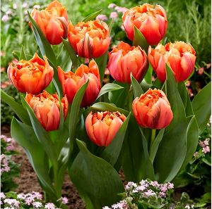 Тюльпан Гудошник Дабл купить по цене от 185р. в интернет-магазине «Посадика» с доставкой почтой в в Старый крыме и по всей России – [изображение №1].