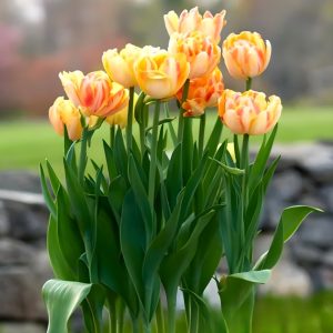 Тюльпан Верона Санрайз купить по цене от 280р. в интернет-магазине «Посадика» с доставкой почтой в в Старый крыме и по всей России – [изображение №1].