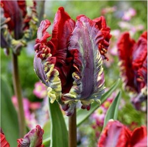 Тюльпан Рококо купить по цене от 350р. в интернет-магазине «Посадика» с доставкой почтой в в Старый крыме и по всей России – [изображение №1].