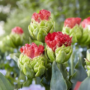 Тюльпан Бычий Глаз купить по цене от 275р. в интернет-магазине «Посадика» с доставкой почтой в в Старый крыме и по всей России – [изображение №1].