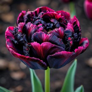 Тюльпан Фламинго купить по цене от 500р. в интернет-магазине «Посадика» с доставкой почтой в в Старый крыме и по всей России – [изображение №1].