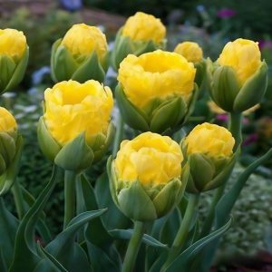 Тюльпан махровый Ванила Коп купить по цене от 159р. в интернет-магазине «Посадика» с доставкой почтой в в Старый крыме и по всей России – [изображение №1].