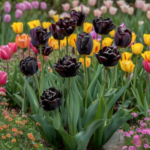 Тюльпан махровый Рейдинс Дарк купить по цене от 230р. в интернет-магазине «Посадика» с доставкой почтой в в Старый крыме и по всей России – [изображение №1].