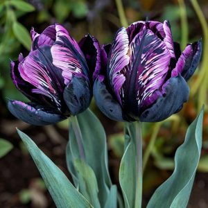 Тюльпан Блэк Каньон купить по цене от 305р. в интернет-магазине «Посадика» с доставкой почтой в в Старый крыме и по всей России – [изображение №1].