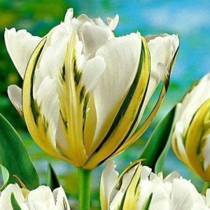 Тюльпан Экзотик Пуруссима купить по цене от 305р. в интернет-магазине «Посадика» с доставкой почтой в в Старый крыме и по всей России – [изображение №1].