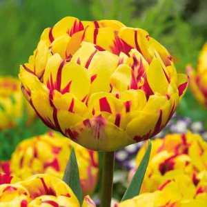 Тюльпан махровый Голден Ницц купить по цене от 361р. в интернет-магазине «Посадика» с доставкой почтой в в Старый крыме и по всей России – [изображение №1].