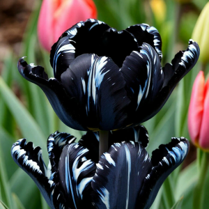 Тюльпан Шелк Нуар купить по цене от 219р. в интернет-магазине «Посадика» с доставкой почтой в в Старый крыме и по всей России – [изображение №1].