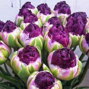 Тюльпан Анаконда купить по цене от 450р. в интернет-магазине «Посадика» с доставкой почтой в в Старый крыме и по всей России – [изображение №1].