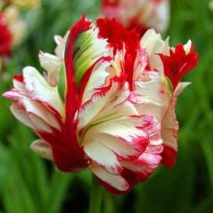 Тюльпан Эстелла Рижнвельд купить по цене от 500р. в интернет-магазине «Посадика» с доставкой почтой в в Старый крыме и по всей России – [изображение №1].