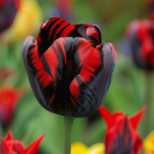 Тюльпан Блэк Перрот купить по цене от 351р. в интернет-магазине «Посадика» с доставкой почтой в в Старый крыме и по всей России – [изображение №1].