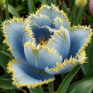 Тюльпан Махровый Амплуа купить по цене от 199р. в интернет-магазине «Посадика» с доставкой почтой в в Старый крыме и по всей России – [изображение №1].