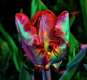 Тюльпан Эирпрайз купить по цене от 270р. в интернет-магазине «Посадика» с доставкой почтой в в Старый крыме и по всей России – [изображение №1].