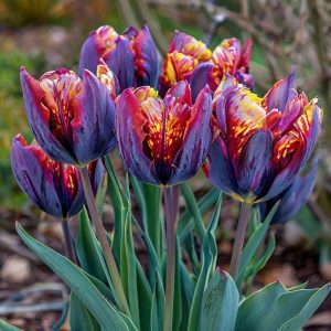 Тюльпан Опал Дрим купить по цене от 207р. в интернет-магазине «Посадика» с доставкой почтой в в Старый крыме и по всей России – [изображение №1].